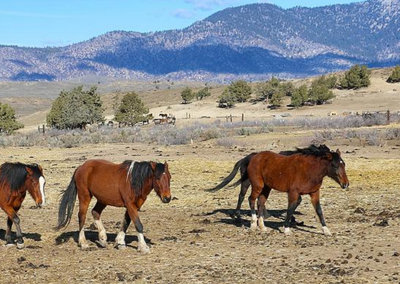Wynema Ranch Wild Horse Sanctuary slider 1