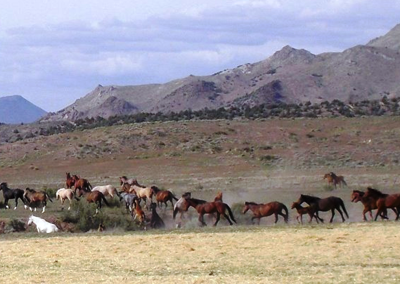 Wynema Ranch Wild Horse Sanctuary slider 2