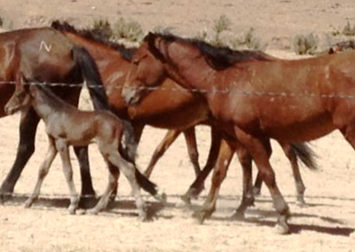 Wynema Ranch Wild Horse Sanctuary slider 3