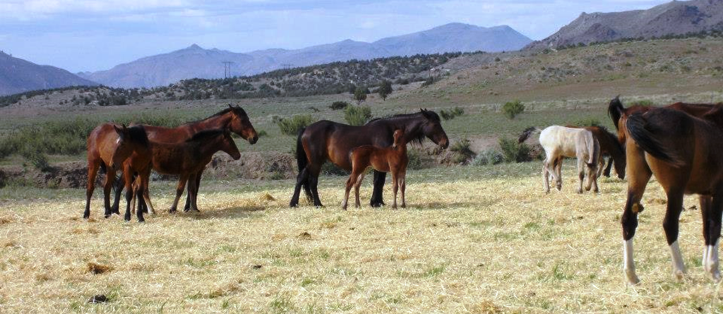 Wynema Ranch Wild Horse Sanctuary slider 4