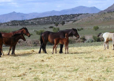 Wynema Ranch Wild Horse Sanctuary slider 4